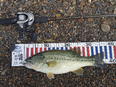 やっとやっとやっとの♪