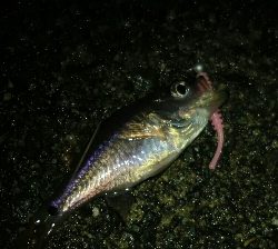 相模湾名物ネンブツダイ