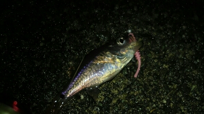 相模湾名物ネンブツダイ