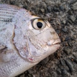 キス釣り　～ヘダイも出た！～