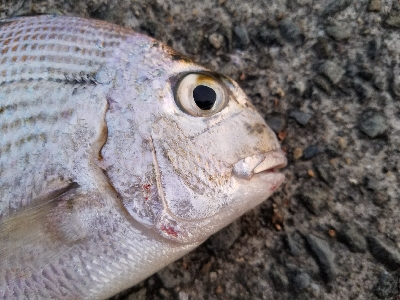キス釣り　～ヘダイも出た！～