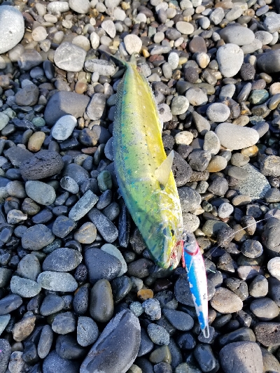 ペンペンシイラ