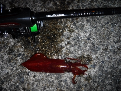 またまたライトエギング‼&#…