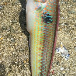 ベラが接岸していない