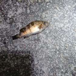 フロートメバリング