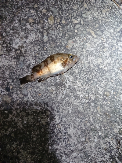 フロートメバリング