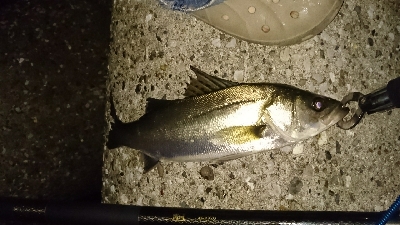 花見川シーバス