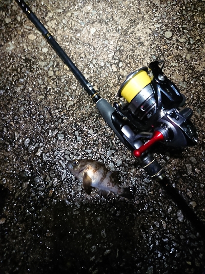 雨中のメバリング