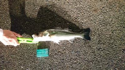 思わぬ大物！！