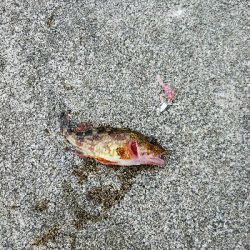 初ライトワインドでガシラ爆釣