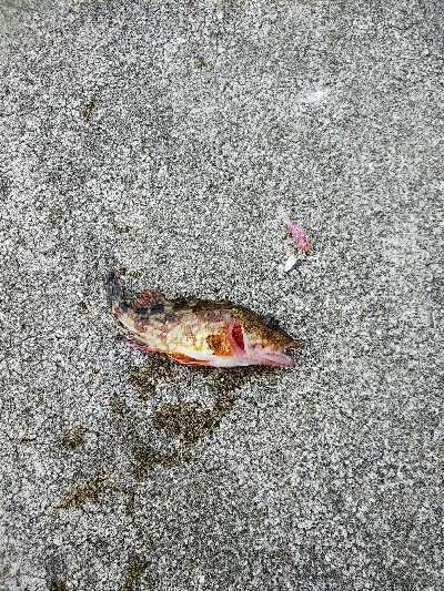 初ライトワインドでガシラ爆釣