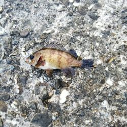 爆釣の予感が一転…