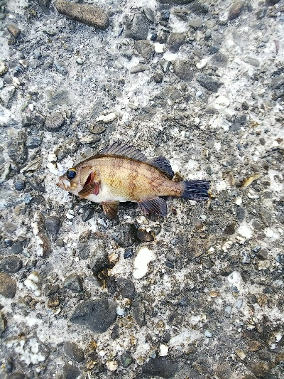 爆釣の予感が一転…