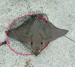 ウジャウジャいました