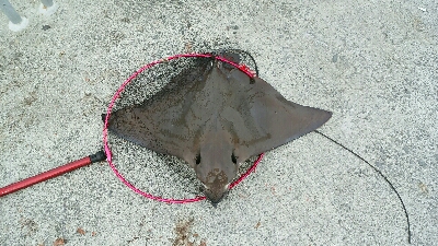 ウジャウジャいました