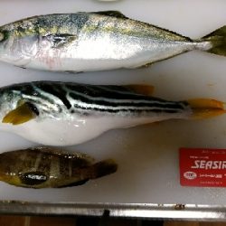 耐ラバに、サメが！