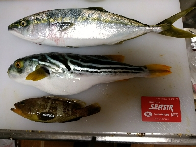 耐ラバに、サメが！