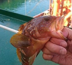 初めて釣れる魚
