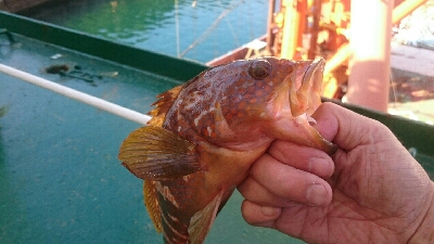 初めて釣れる魚