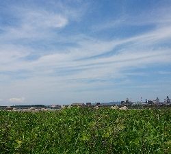 坊主逃れに・・・