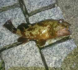 gashiland 2 ~endless rain~