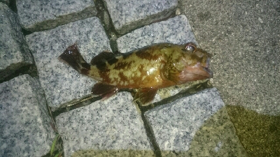 gashiland 2 ~endless …