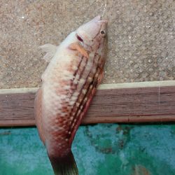 初めての船釣り