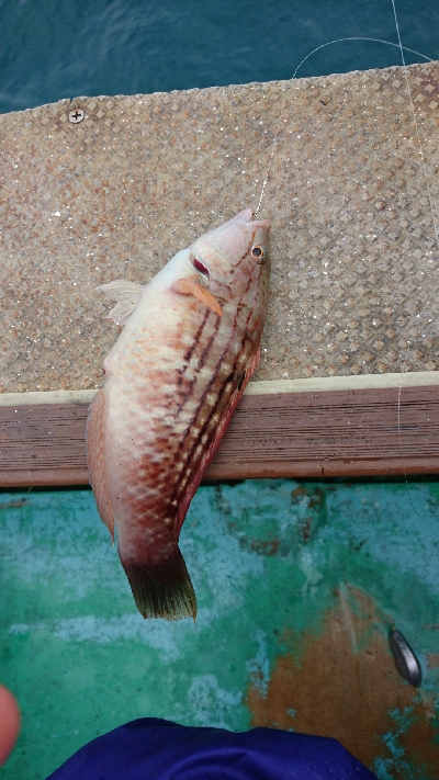 初めての船釣り