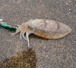 とりあえずコウイカゲット