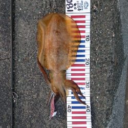 春イカ最終釣行  ２日目