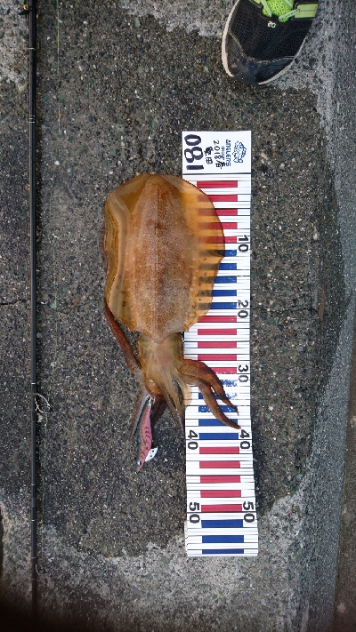 春イカ最終釣行  ２日目