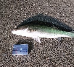 シーバスしか釣れない．．．