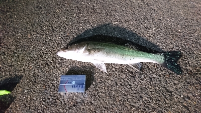 シーバスしか釣れない．．．