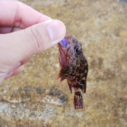 イカおらんのぅ