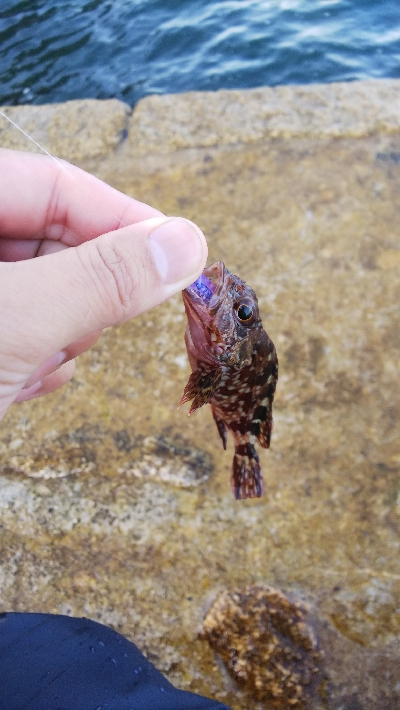 イカおらんのぅ