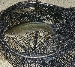 アジはまだか？