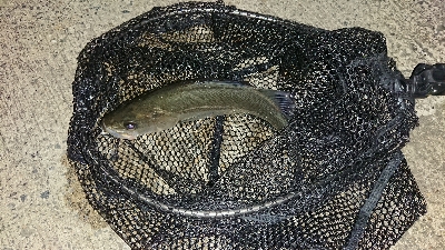 アジはまだか？