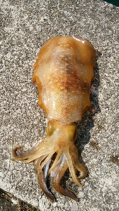 小振りなメス障泥烏賊