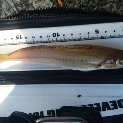 雨のあとも濁りなくチヌとキス