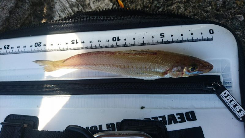 雨のあとも濁りなくチヌとキス