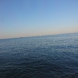 癒しのガッシー