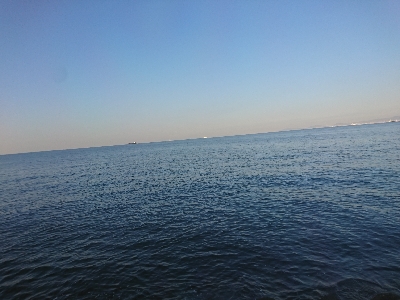 癒しのガッシー