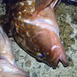 久しぶりのアコウ