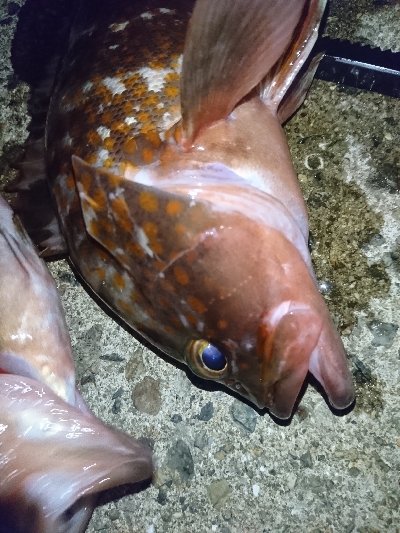 久しぶりのアコウ