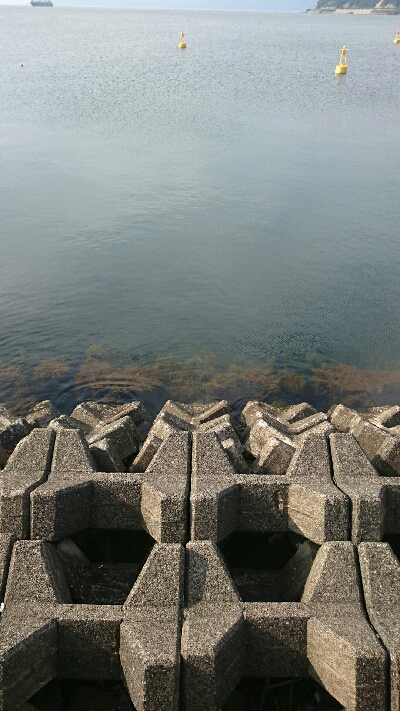 今年初のサビキ！