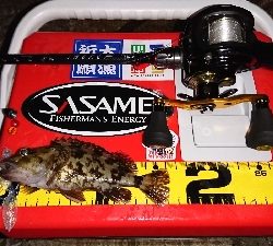 ロックフィッシュ調査