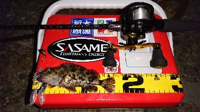 ロックフィッシュ調査