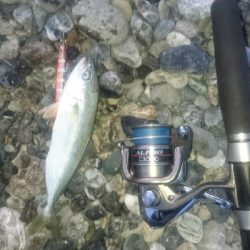 仁淀川河口サーフ ショアジギング