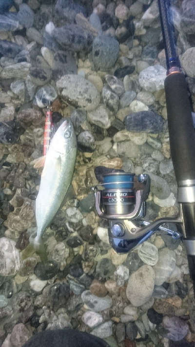 仁淀川河口サーフ ショアジギング