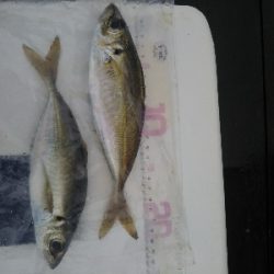 のませは不発、、